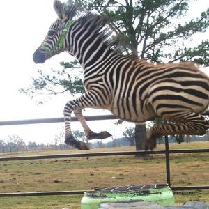 Meet your Posher, Trudy turner